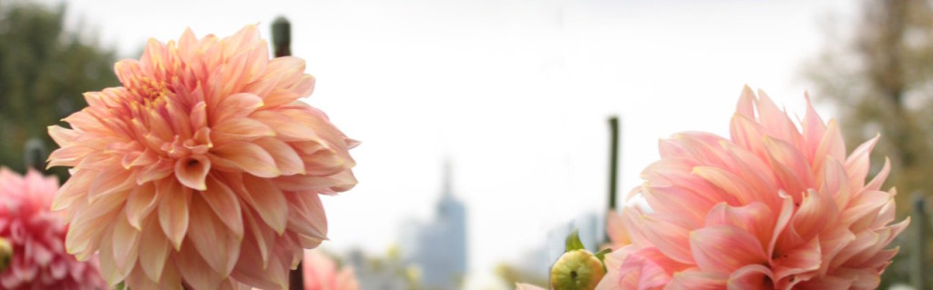 Out and About: Frankfurt’s Green Oasis